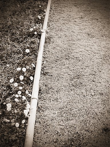 （道）ばたの花