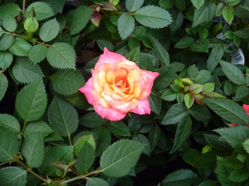 薔薇25