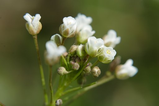 ぺんぺん草と言う名の花束