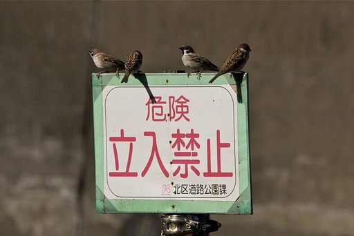 スズメ戦隊