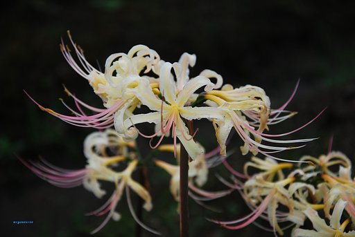 白彼岸花