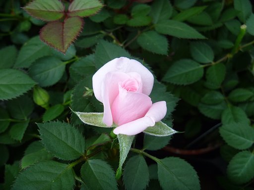 わたしは薔薇ょ♪