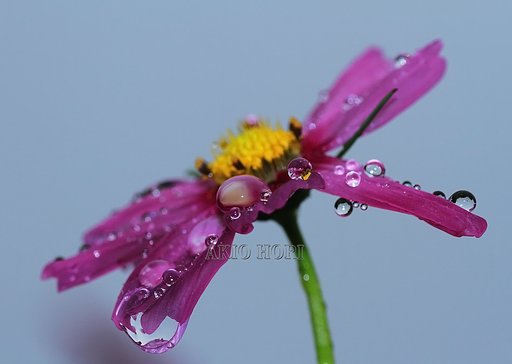 雨の降り続く庭で。