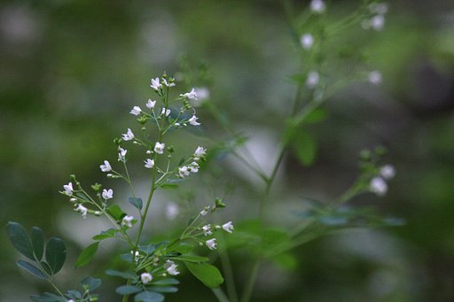 優しい花