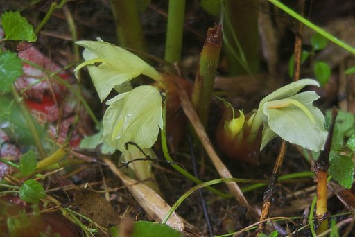 ミョウガの花。