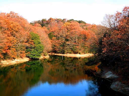 初冬の紅葉