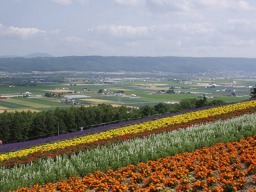 カーぺットと花