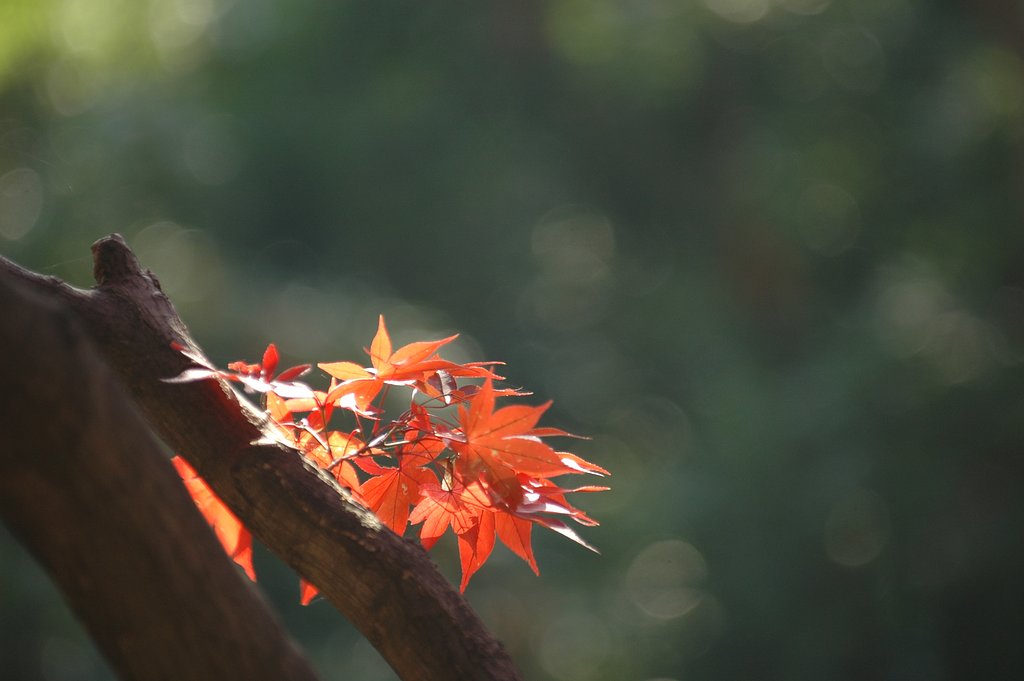 唐沢山の紅葉