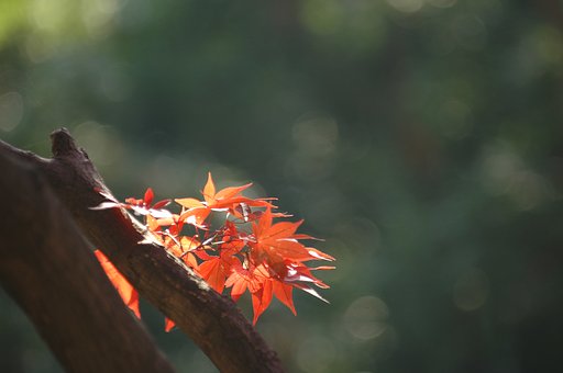 唐沢山の紅葉