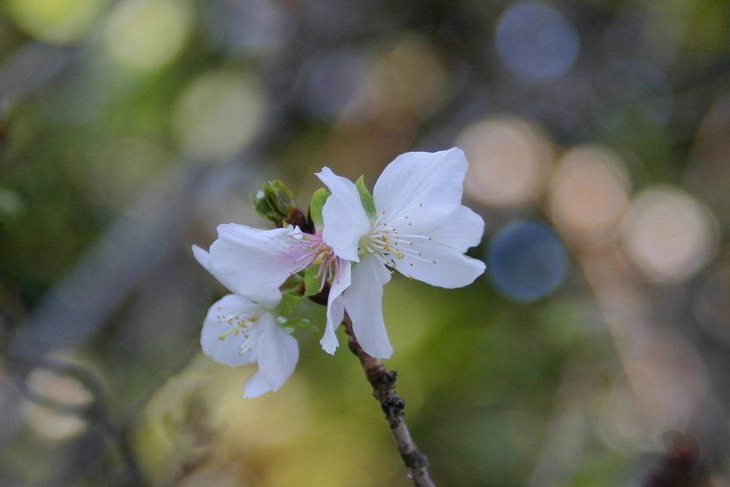 冬の桜