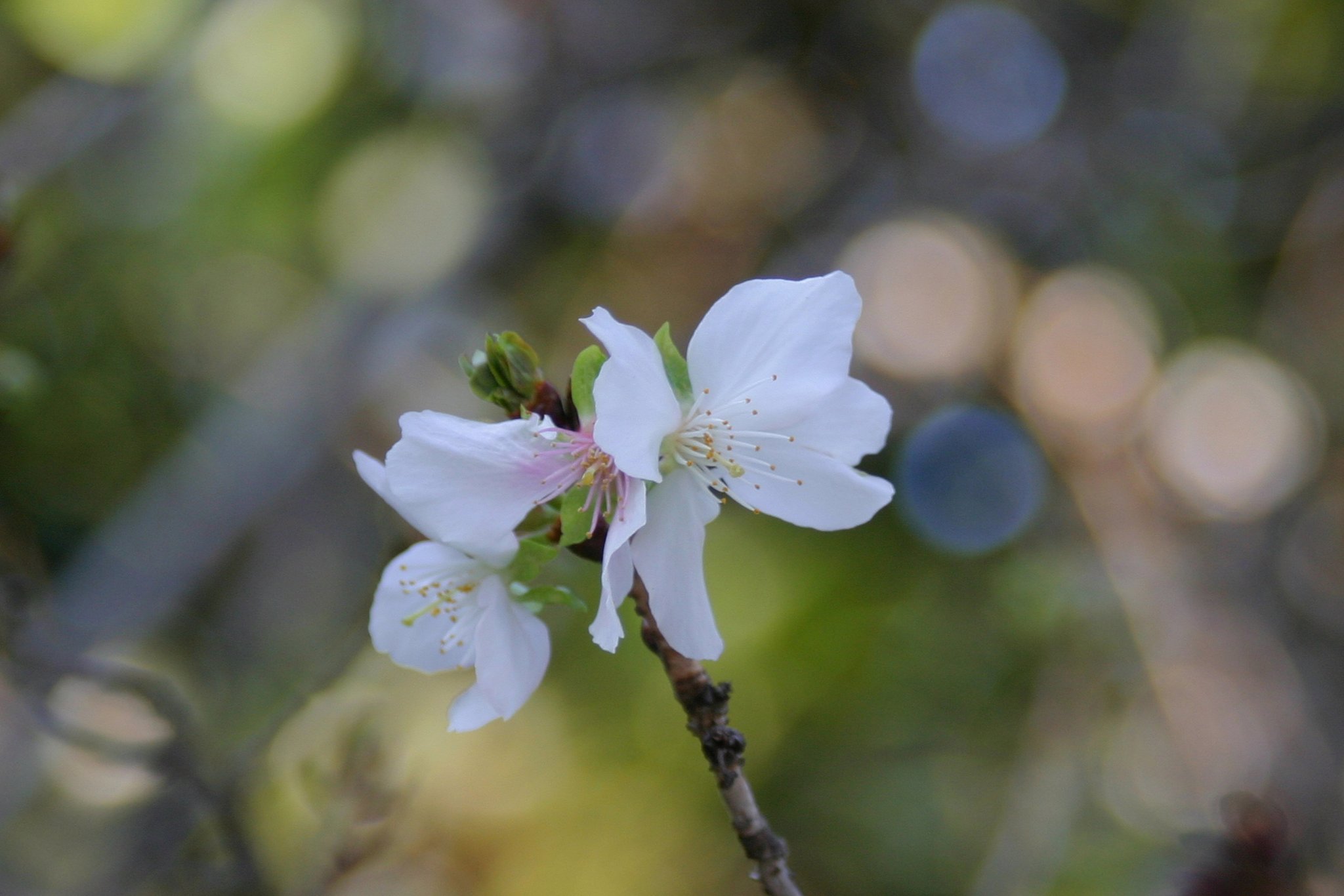 冬の桜
