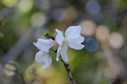 冬の桜
