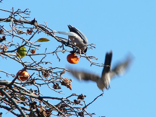 お食事
