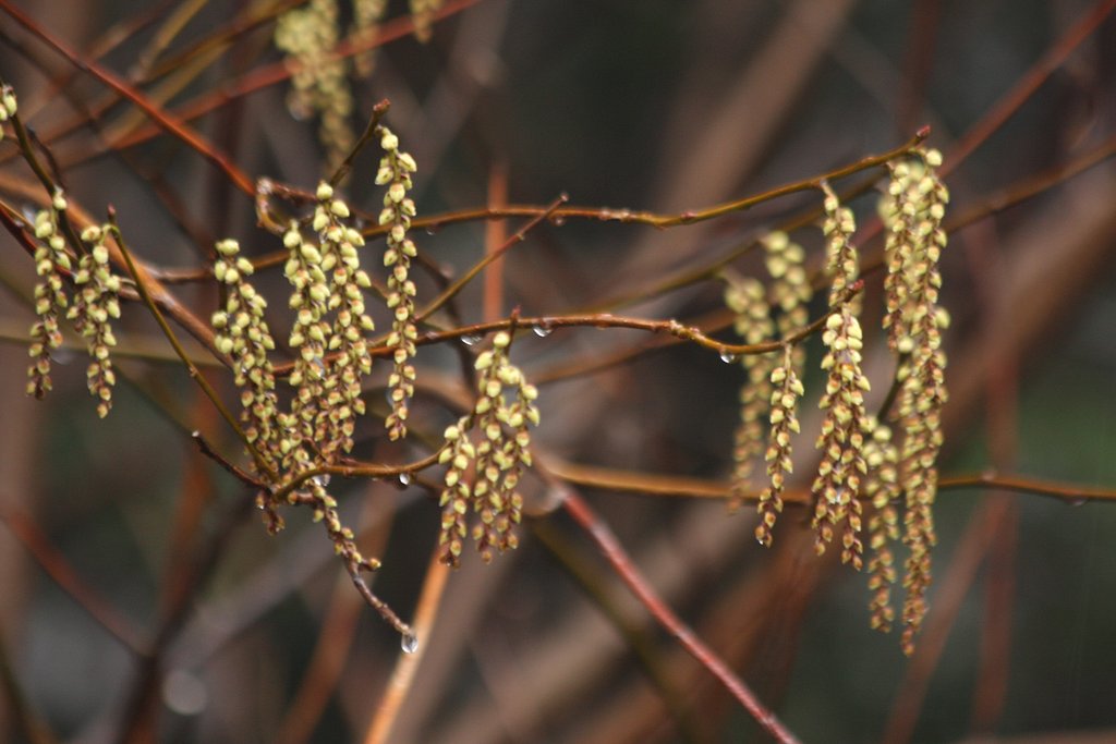 野生のキブシ