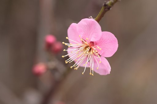 一重紅梅