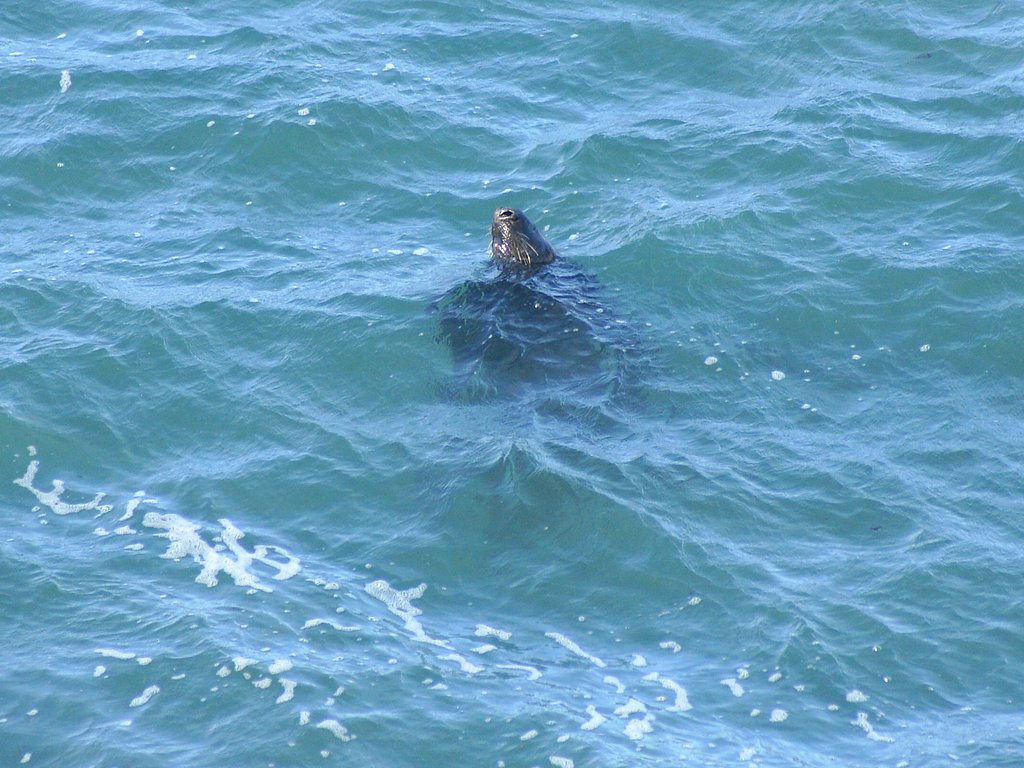 鳥じゃないんですが・・・