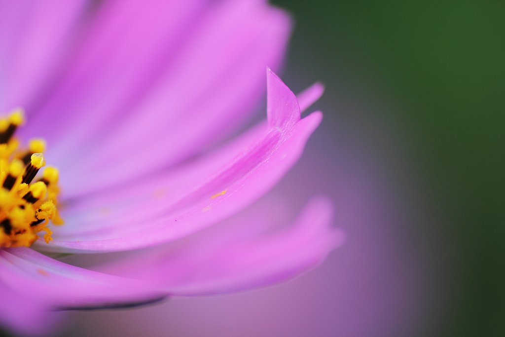 お茶目な秋桜