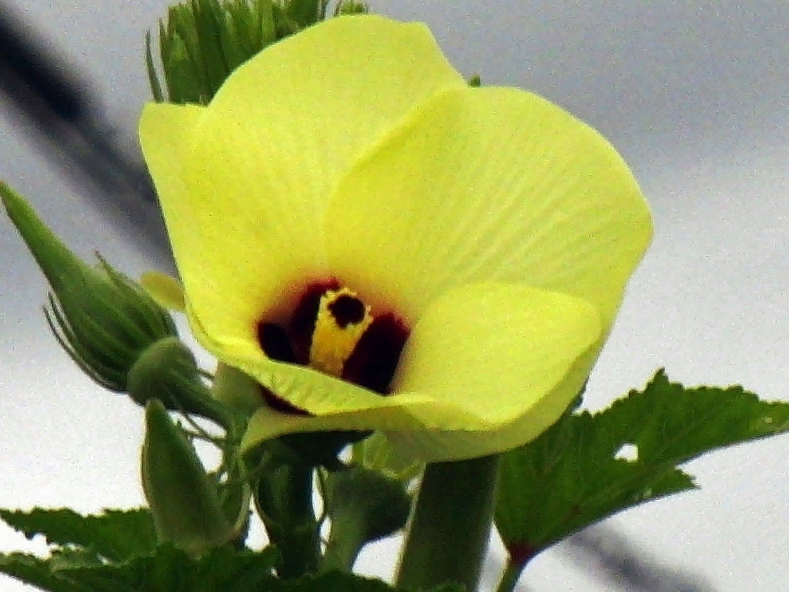 槿(むくげ)の花
