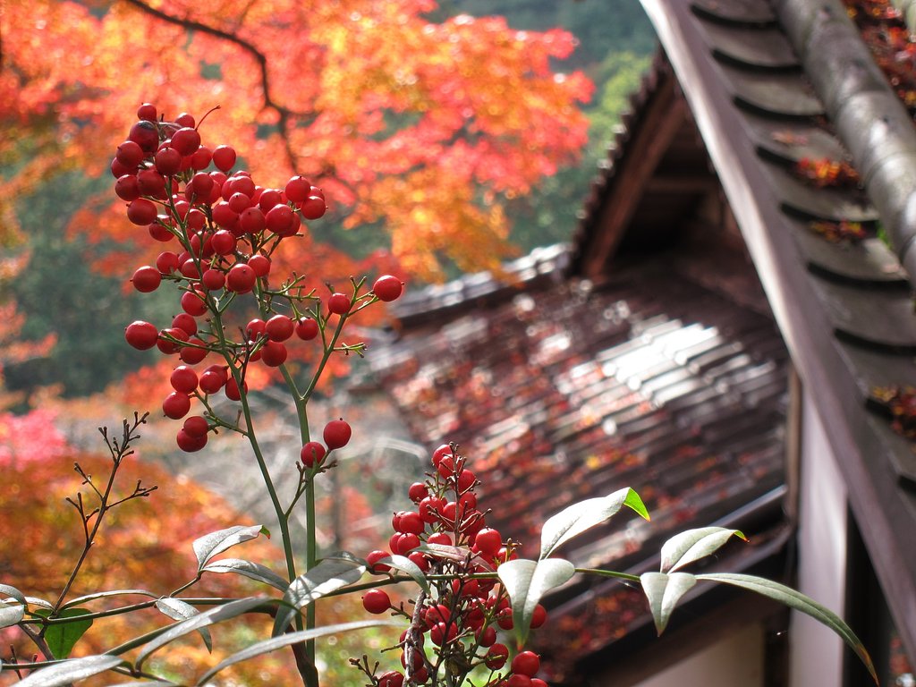 南天と紅葉