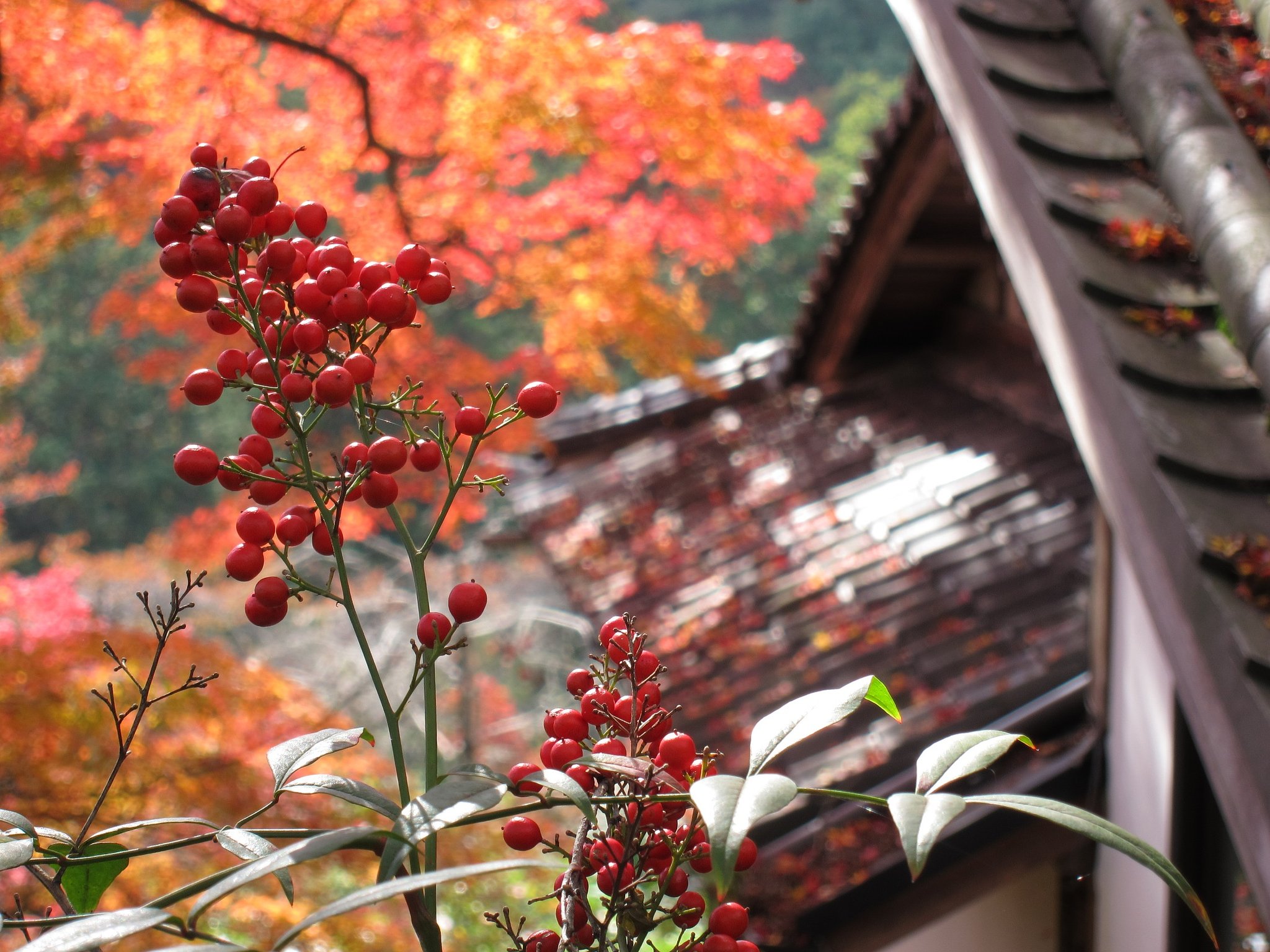 南天と紅葉