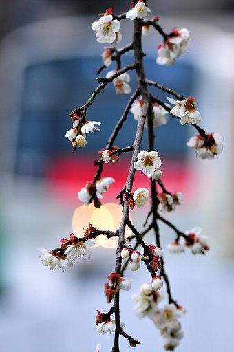 花は遅かった！