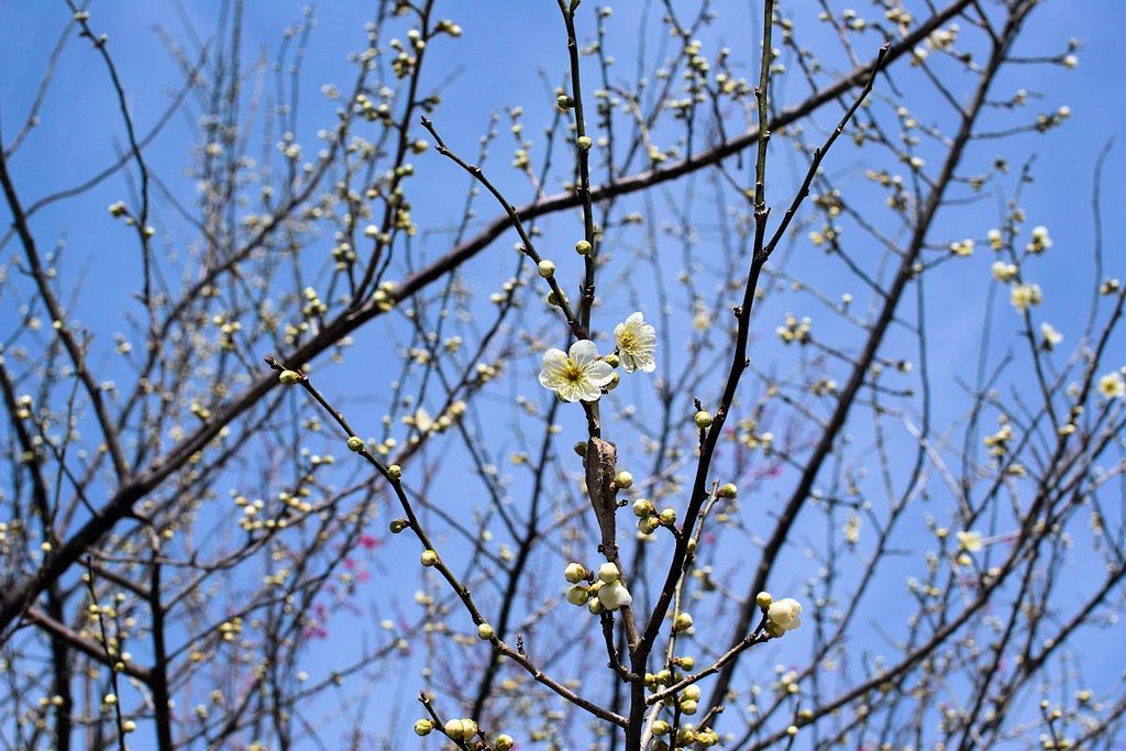 白梅