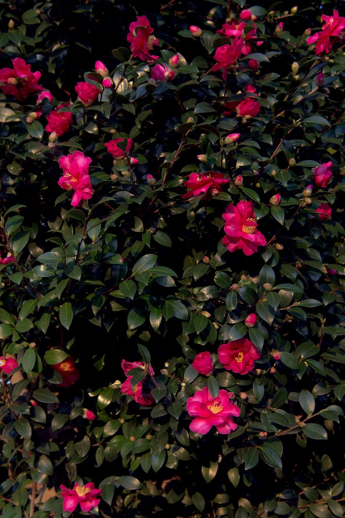 山茶花もそろそろ