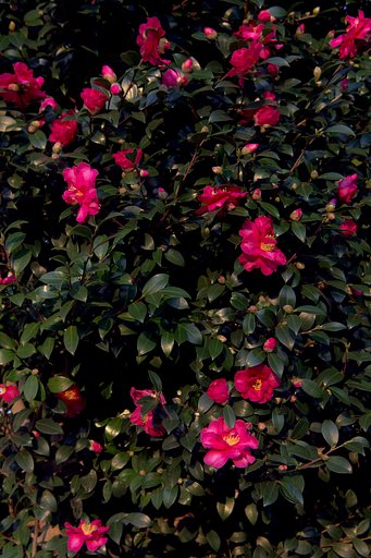 山茶花もそろそろ