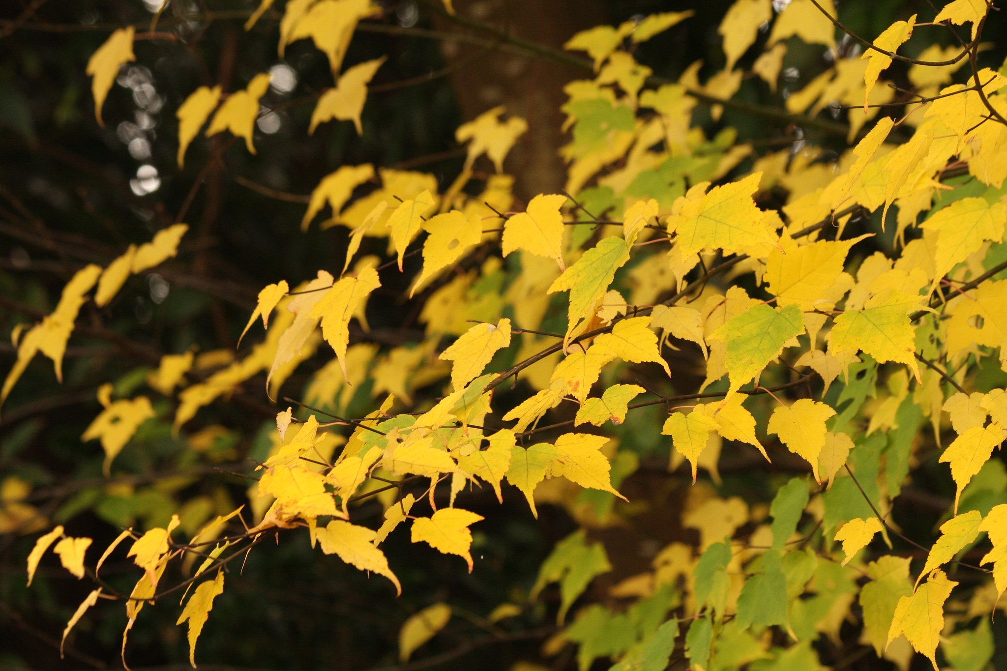 これも紅葉