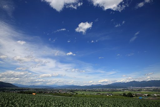 トウモロコシ畑上空