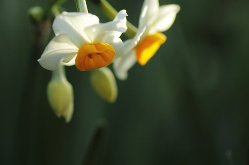 朝日に目覚めて
