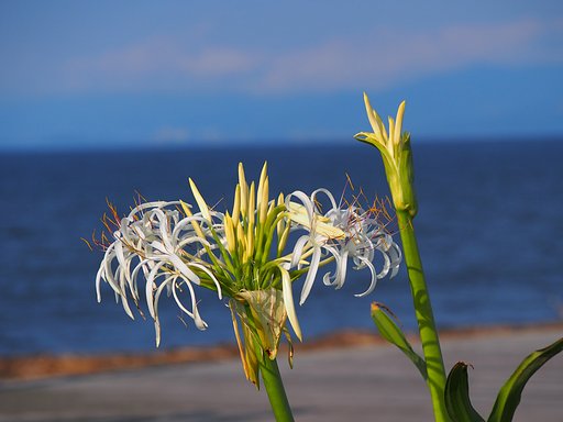 贅沢な風景