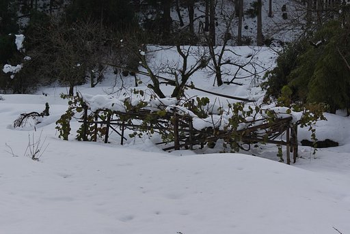 キウイの棚が・・