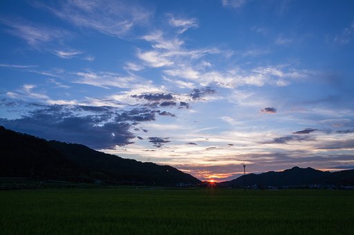 巣払いし夕焼けが・・。