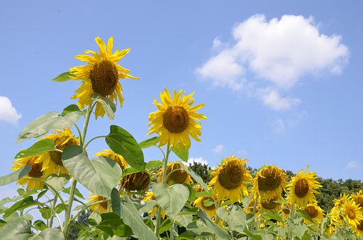 【夏の日】それらしい景観