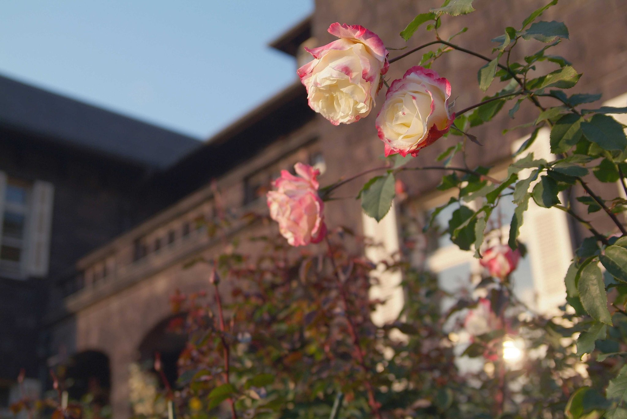 旧古河庭園の薔薇