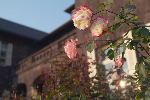 旧古河庭園の薔薇