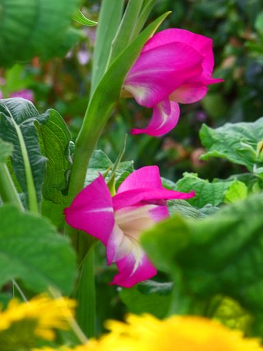 ピンクの花その1　