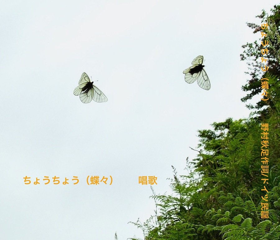 【この一曲】ちょうちょう　唱歌