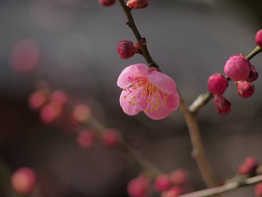 3.11の梅灯り