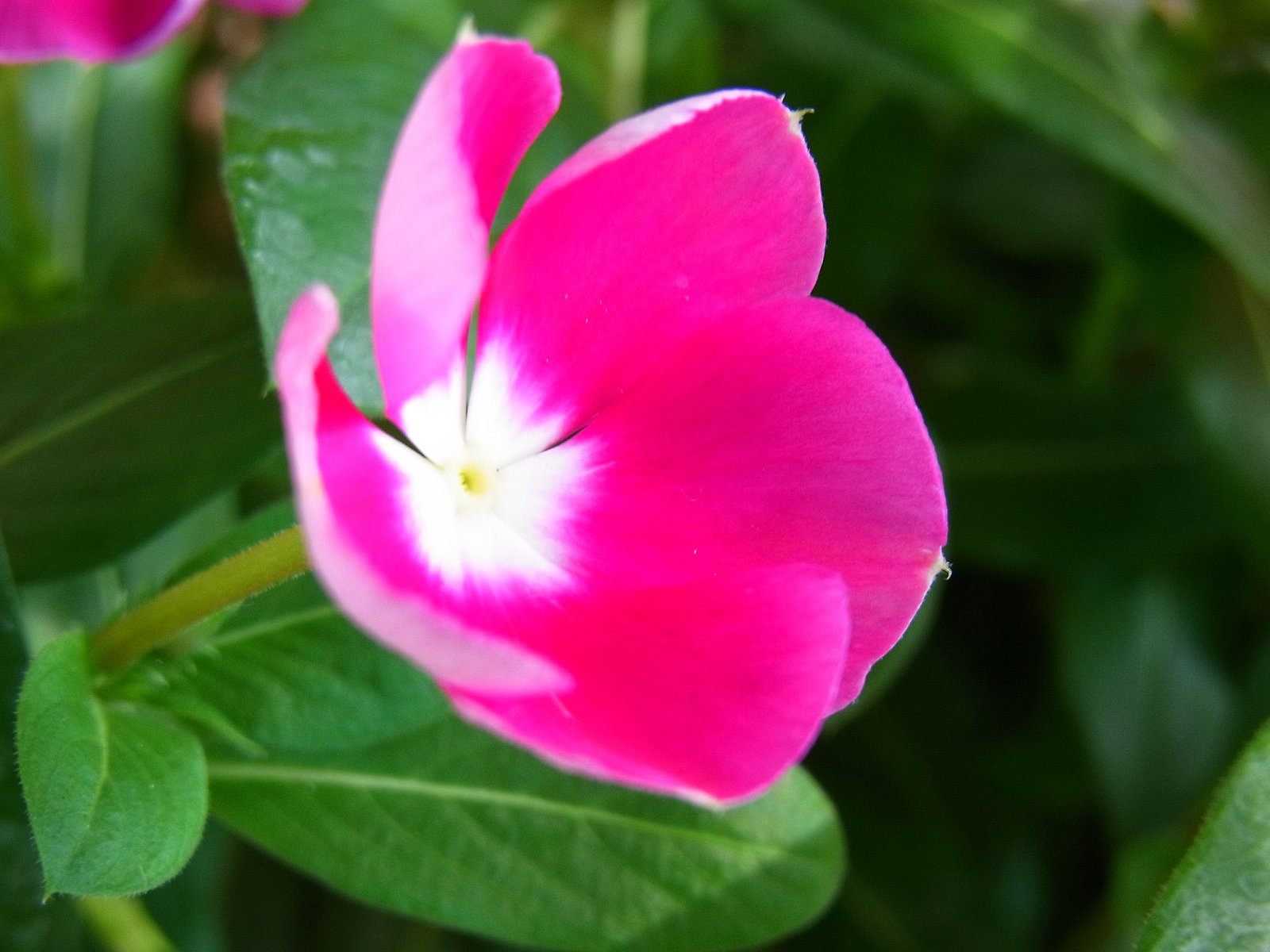 ピンクの花その5