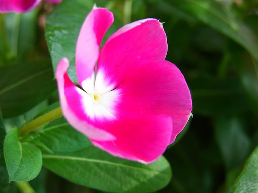 ピンクの花その5