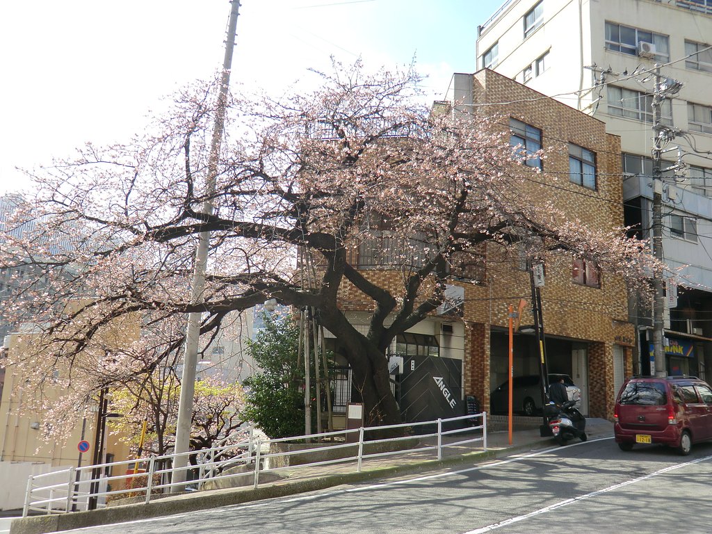 坂町の寺桜