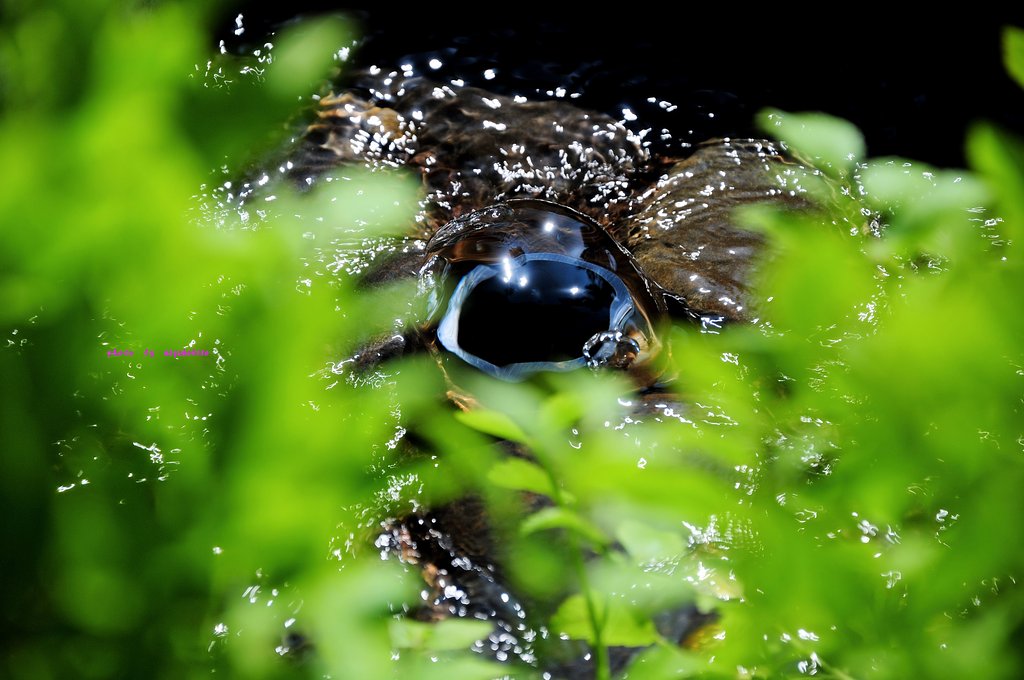 湧水