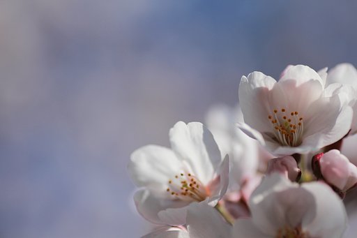 可愛い、さくら達♪