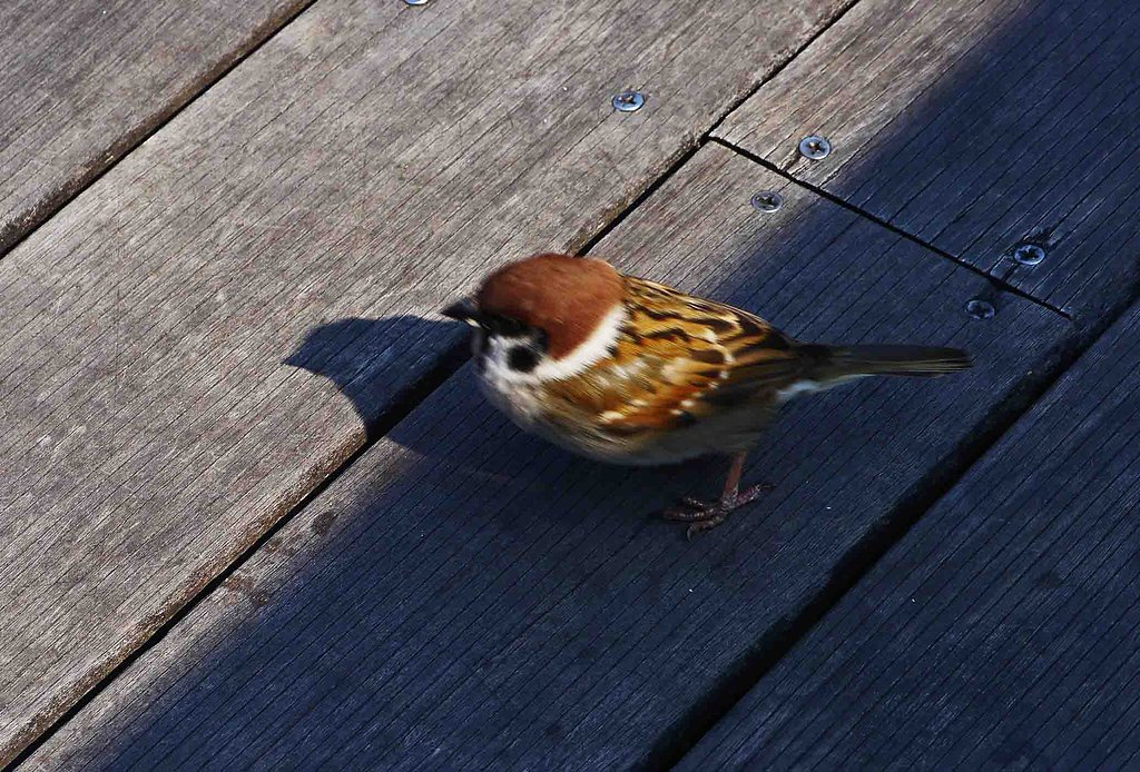 【　ＳＰＡＲＲＯＷ 】