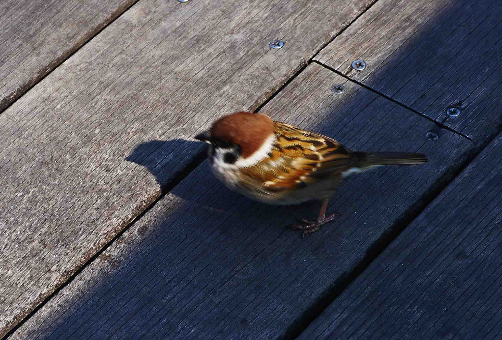 【　ＳＰＡＲＲＯＷ 】