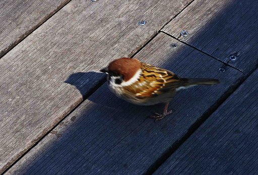 【　ＳＰＡＲＲＯＷ 】