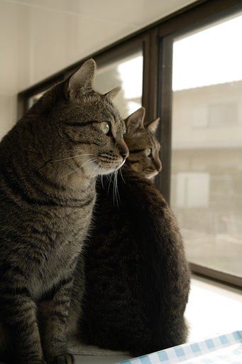 誰か来たニャ