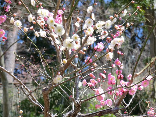 オモイノママ